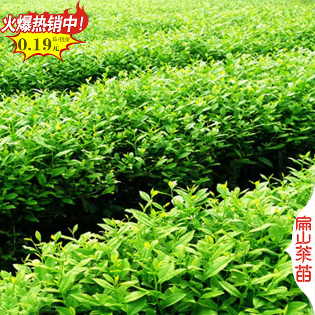 福建（jiàn）金花茶苗批發