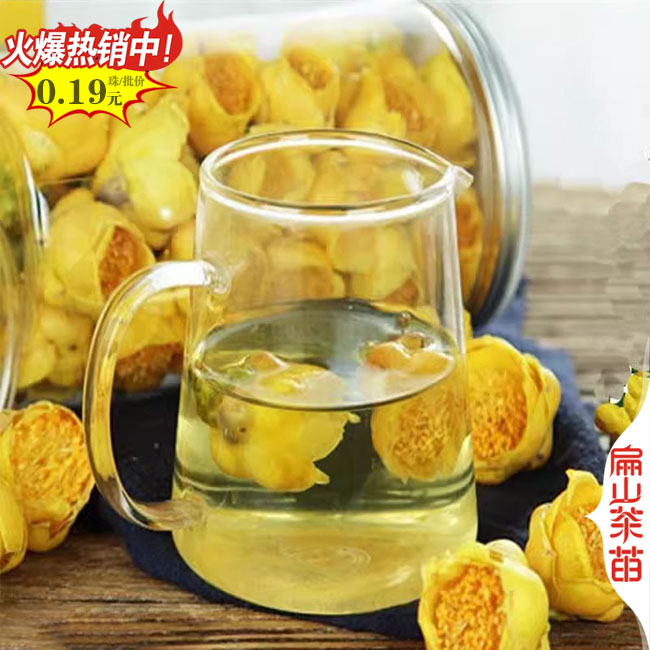 [好（hǎo）油茶苗]廣（guǎng）東河源1-2年茶葉苗 嫁接工程綠化（huà）榨油食用批發（fā）