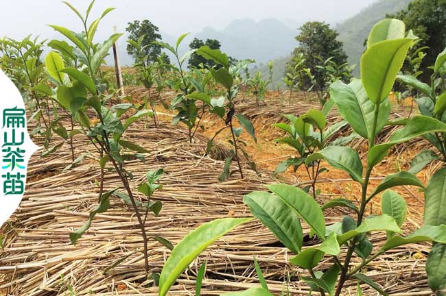 平涼茶葉苗（miáo）培育