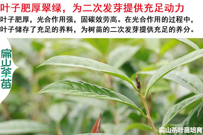 福州金（jīn）花茶苗培育