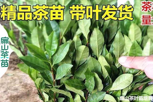 安陽（yáng）茶葉苗培育（yù）