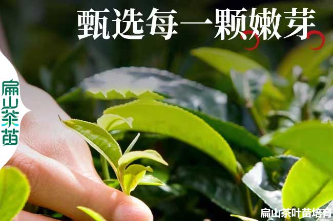 文昌綠茶苗培育