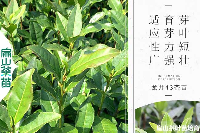 新餘綠茶苗培育（yù）