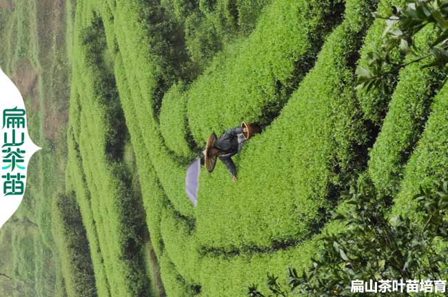 全河北油茶苗培育 保定廊（láng）坊衡（héng）水茶葉.茶花小杯苗批發（fā）2元一顆