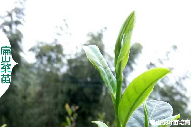 梧州綠茶（chá）苗培育