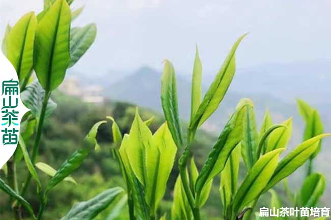 武夷山茶葉苗培育（yù）