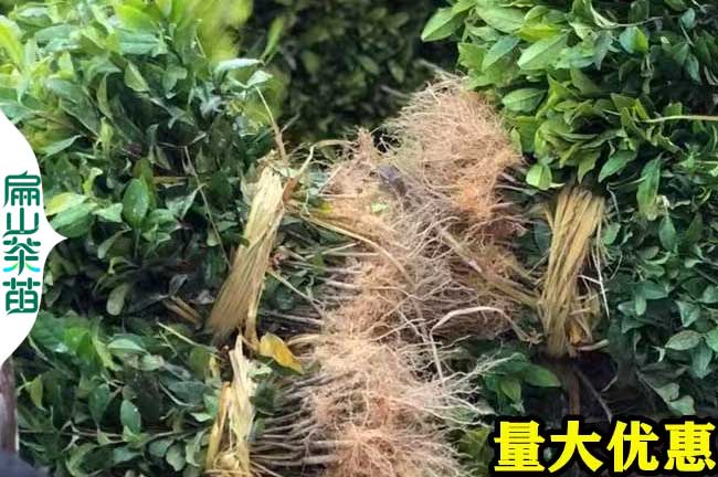 XH南寧香花油茶苗欽州小杯苗培育 廣西嫁接香（xiāng）花茶樹批（pī）發9元