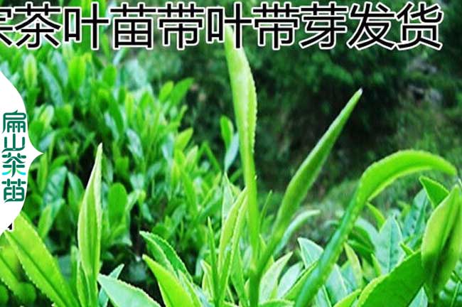 德陽綠茶苗（miáo）批發