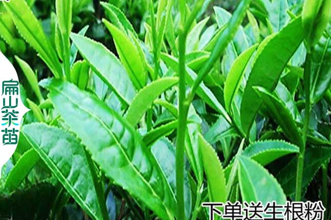 眉山綠茶苗（miáo）培育（yù）