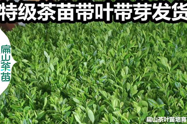 宜（yí）賓特（tè）級茶葉苗（miáo）批發