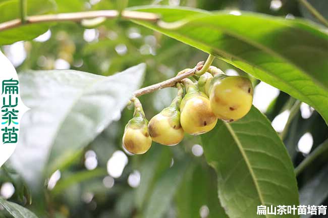 浙江金花茶苗批發