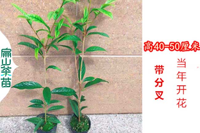 贛州江西金花茶苗培育 茶葉油茶苗（miáo） 上饒宜春（chūn）新餘吉安2元/珠