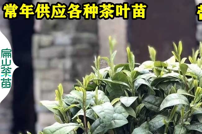 上（shàng）饶茶叶苗培育