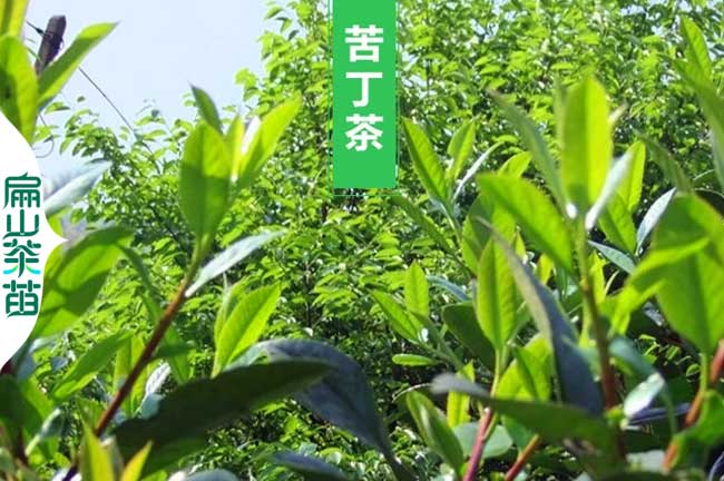 阿壩苦（kǔ）丁茶苗培育（yù）