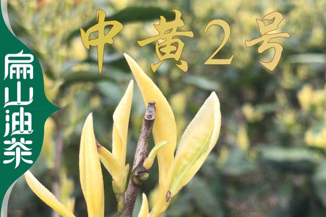 大六安.池州（zhōu）.馬鞍山楊梅（méi）.油茶.茶葉苗.金（jīn）線蓮種苗培育35CM