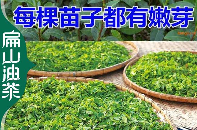 丹山茶葉苗培育