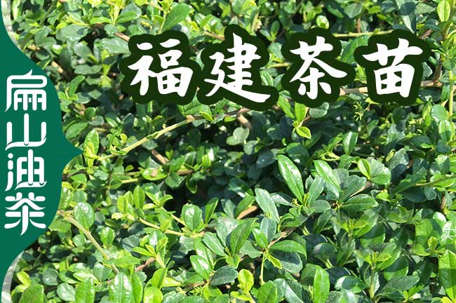 210號（hào）益陽油（yóu）茶苗圃.茶葉苗培育.嫁接1-2-3-5年價格種植批發