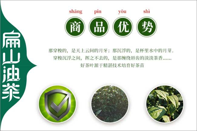 廣東（dōng）茶葉（yè）苗批發