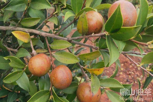 平壩大果油茶苗種植