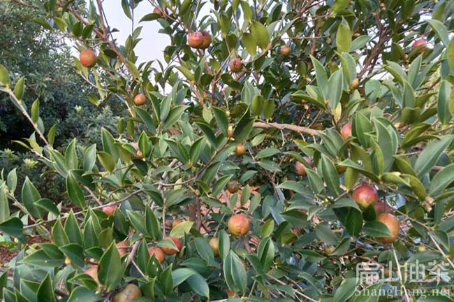 長林油茶種植技術