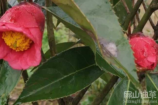 懷化紅花（huā）大果油茶苗種植基（jī）地 懷化（huà）紅花大果油茶苗批發-扁山油茶