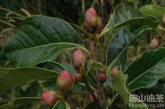 玉林大（dà）紅花（huā）油茶苗批發