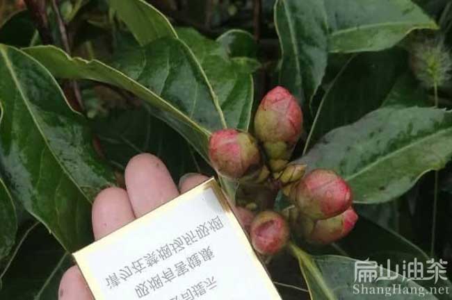 岑溪紅花油茶苗