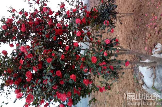 三（sān）沙大果紅花油茶苗