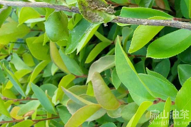 湖南白花油茶（chá）苗培育