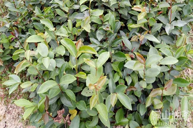 橫縣（xiàn）軟枝2號茶（chá）樹苗