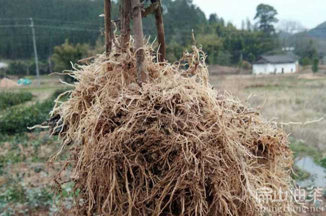 中国家居界油茶苗