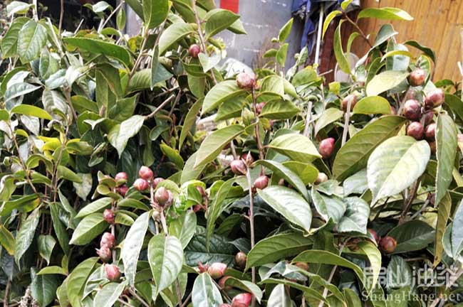 吉安紅花大果油茶基地