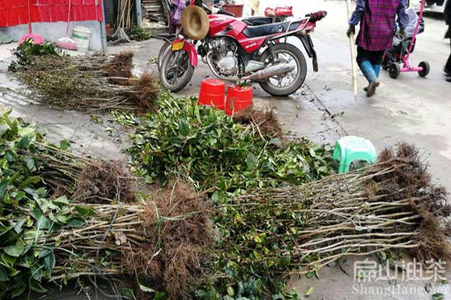 化州大果油茶苗批發