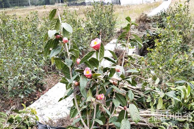 銅（tóng）仁大果油茶基（jī）地