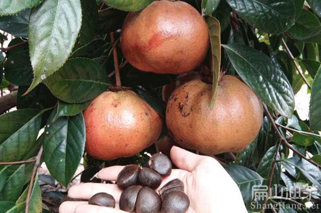 江西 江西油茶基地 種植大果（guǒ）紅花油茶樹苗宜春吉安-扁山油茶（chá）