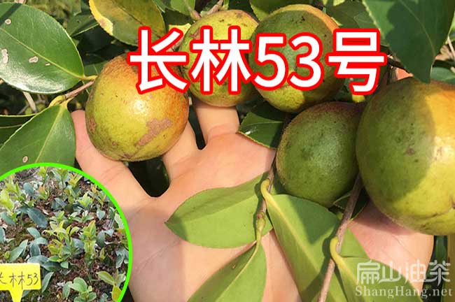 南平長（zhǎng）林53號油茶苗