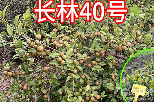  長林40油茶苗