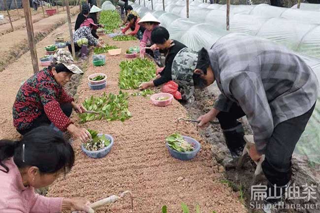 江門嫁接（jiē）油茶苗