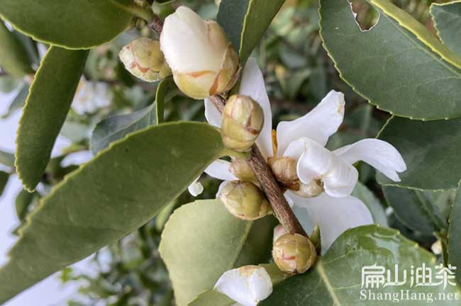 中國油（yóu）茶樹種植（zhí）