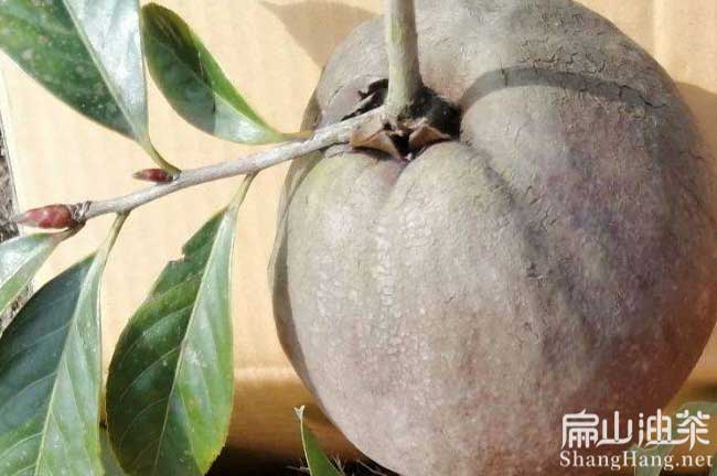 大果油茶（chá）苗批發（fā）