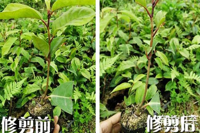 嶽陽大果油茶種植