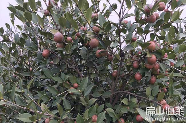 廣東油茶（chá）苗批發