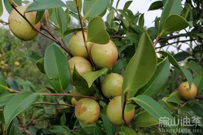 廣西油茶苗（miáo）之鄉