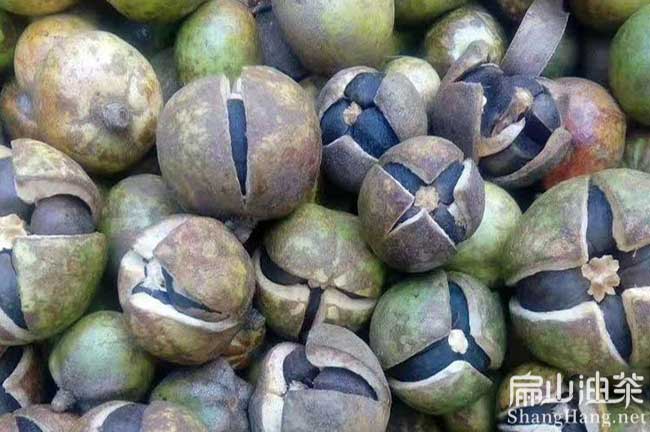 瑞金茶（chá）籽回收