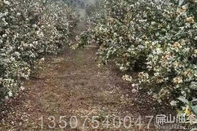 湖（hú）南（nán）白花油茶樹