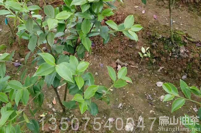 廣西（xī）高產油茶樹