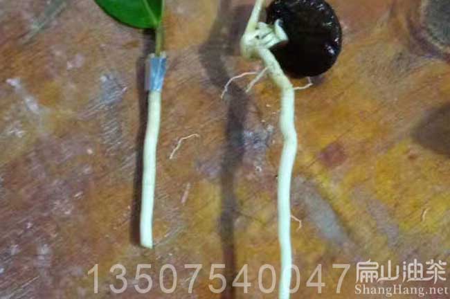 江西嫁接油（yóu）茶苗