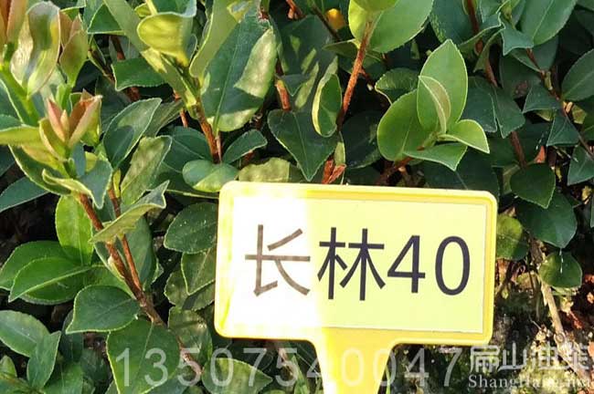 長林40號油茶種植