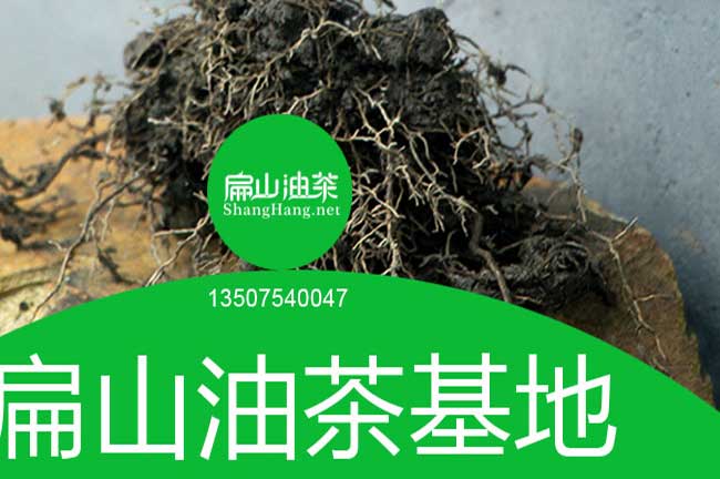 陽江油茶苗批發