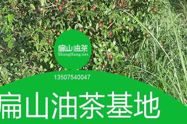 廣西軟枝油（yóu）茶苗